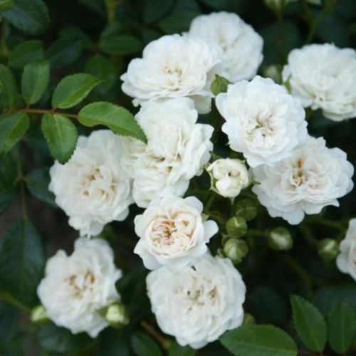 Rosa_White_Fairy_-_ Rosa 'White Fairy' -