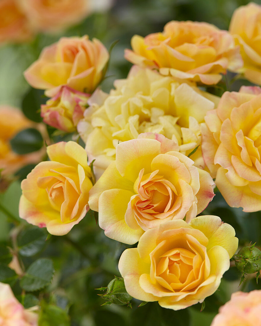 Rosa 'Yellow Fairy' Rosa 'Yellow Fairy' -