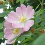Rosa canina - Gyepűrózsa