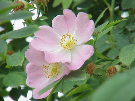 Rosa canina - Gyepűrózsa