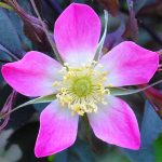 Rosa glauca - Vöröslevelű rózsa