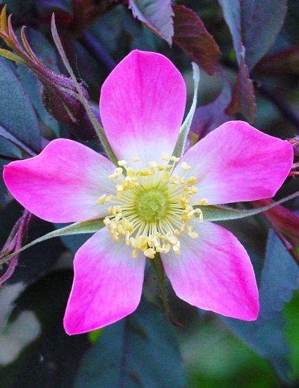 Rosa glauca - Vöröslevelű rózsa