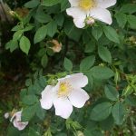 Rosa laxa - Dzsungáriai rózsa