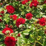 Rosa miniature 'Red' - Piros talajtakaró rózsa
