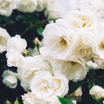 Rosa miniature 'White' - Fehér teltvirágú talajtakaró rózsa
