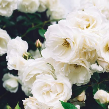 Rosa miniature 'White' - Fehér teltvirágú talajtakaró rózsa