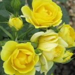 Rosa miniature 'Yellow' - Sárga talajtakaró rózsa