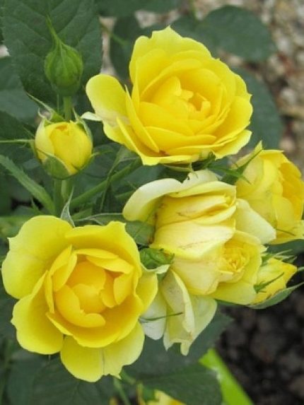 Rosa miniature 'Yellow' - Sárga talajtakaró rózsa