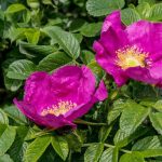 Rosa rugosa - Japán rózsa