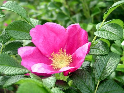 Rosa rugosa 'Pink Roadrunner'® - Telt virágú japán rózsa