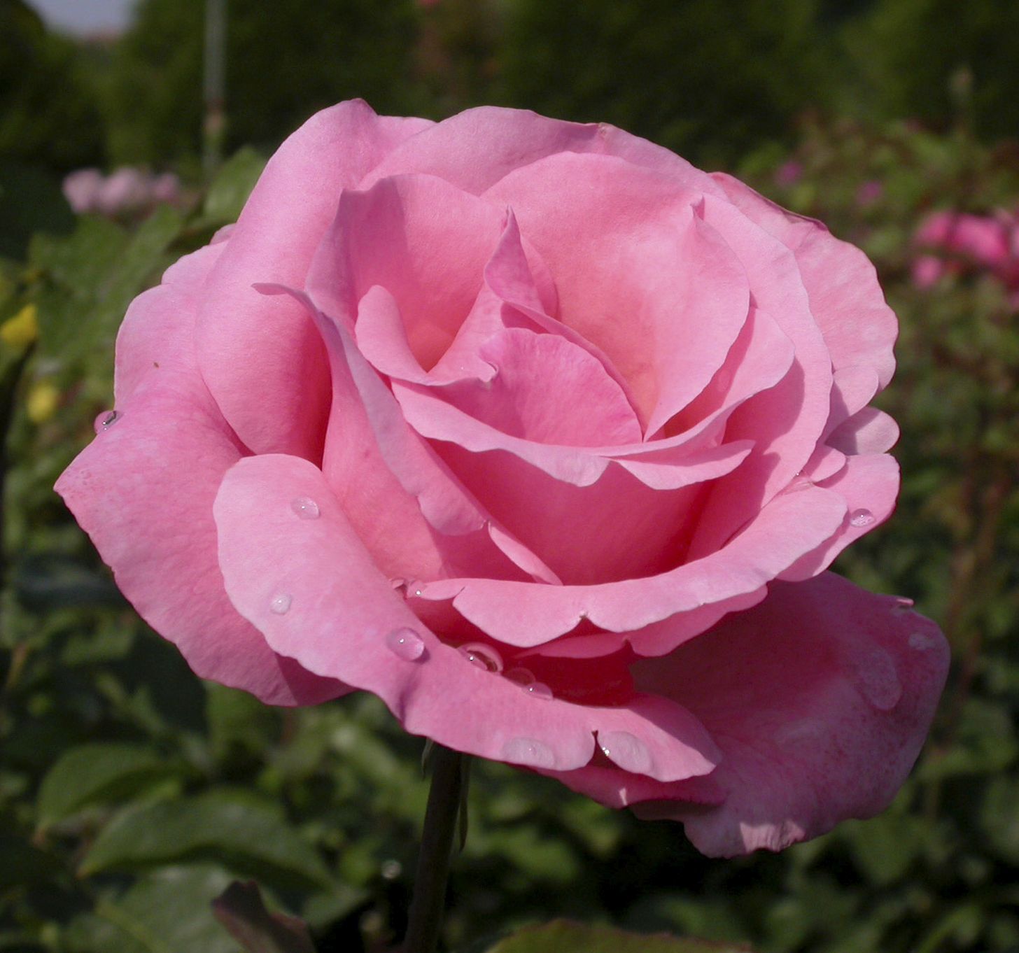 Rosa_sp__-_Bokor_rozsa Rosa sp. - Bokor rózsa