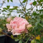 Rosa sp. (mini rózsaszín) -