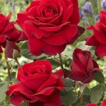 Rosa sp. törzses - Bokor rózsa