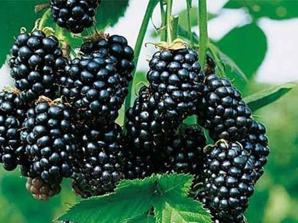 Rubus fruticosus 'Glorniwa' -