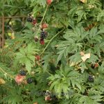 Rubus fruticosus 'Thornless Evergreen' -