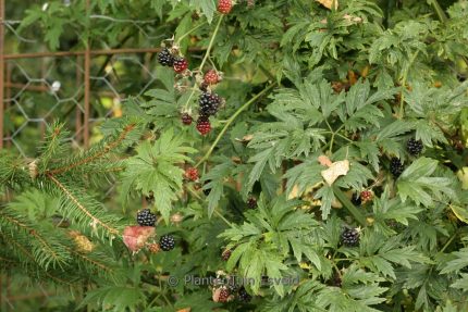 Rubus fruticosus 'Thornless Evergreen' -