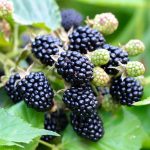 Rubus fruticosus 'Triple Crown' -