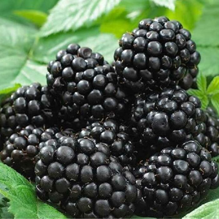 Rubus_fruticosus__fajtak_-_Tuskementes_szeder Rubus fruticosus fajták - Tüskementes szeder