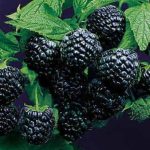 Rubus idaeus 'Black Jewel' -