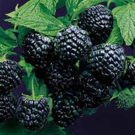 Rubus idaeus 'Black Jewel' -
