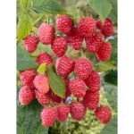 Rubus idaeus 'Delniwa'® /Javított Polana/ - Dolniwa málna