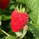 Rubus idaeus 'Husaria'® -