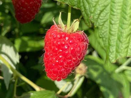 Rubus idaeus 'Husaria'® -