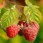 Rubus idaeus 'Przehyba' - Przehyba málna