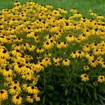Rudbeckia  'American Gold Rush' (Kúpvirág)