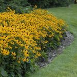 Rudbeckia fulgida 'Goldsturm' (Pompás kúpvirág)