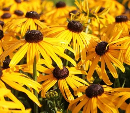 Rudbeckia fulgida var. Deamii (Pompás kúpvirág)