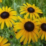 Rudbeckia fulgida var. speciosa (Pompás kúpvirág)