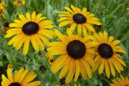 Rudbeckia fulgida var. speciosa (Pompás kúpvirág)