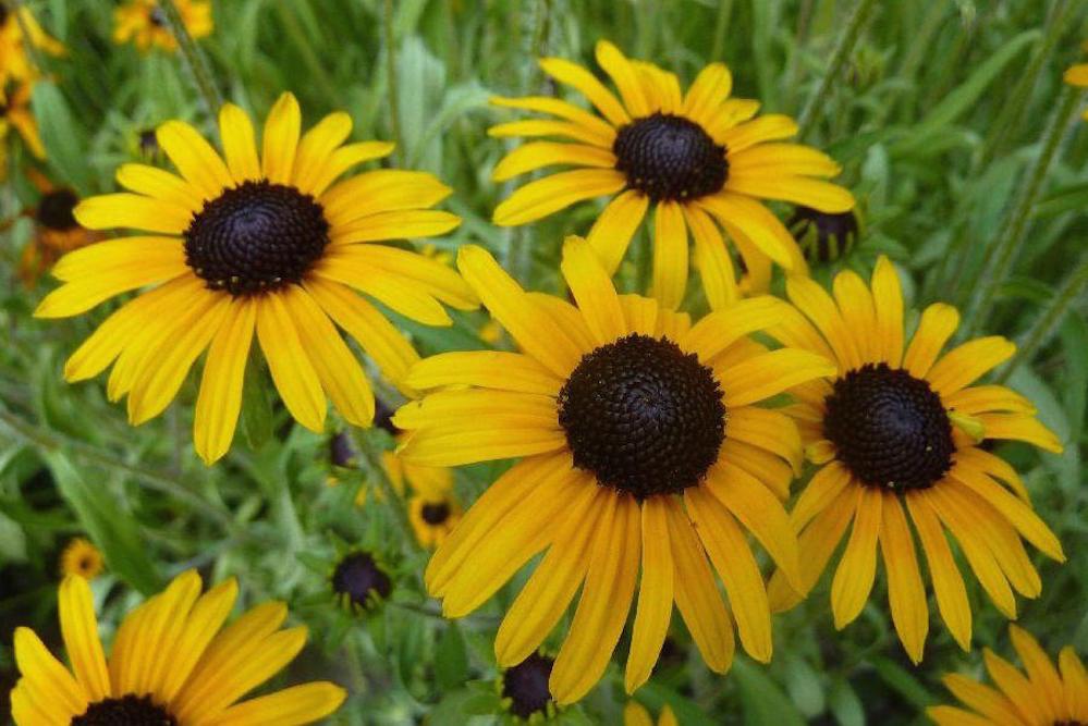Rudbeckia_fulgida_var_speciosa_Pompas_kupvirag_-_11x11-es_cserepben Rudbeckia fulgida var. speciosa (Pompás kúpvirág)