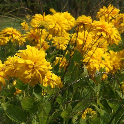 Rudbeckia laciniata 'Goldquelle' (Magas kúpvirág)
