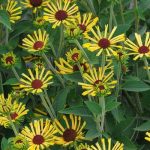 Rudbeckia subtomentosa 'Little Henry' (Kúpvirág)