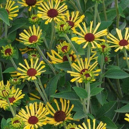 Rudbeckia subtomentosa 'Little Henry' (Kúpvirág)
