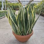 SANSEVIERIA FUTURA TÁL