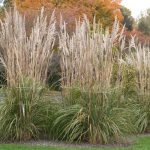 Saccharum ravennae (Elefántfű)
