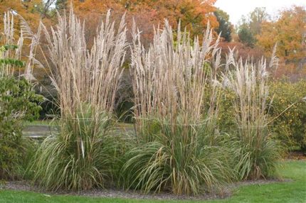 Saccharum ravennae (Elefántfű)