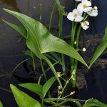 Sagittaria latifolia