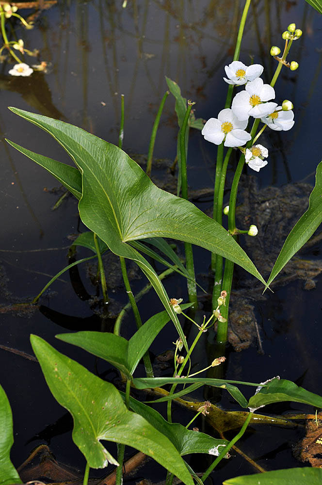 Sagittaria latifolia Sagittaria latifolia