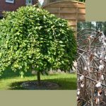 Salix caprea 'Pendula'  Csüngő barkafűz