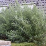 Salix eleagnos 'Angustifolia' - Keskenylevelű fűz