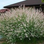 Salix integra 'Hakuro-Nishiki' – Fehér-rózsaszín tarka levelű japán fűz