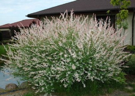 Salix integra Flamingo - Tarka levelű japán fűz