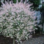 Salix integra 'Hakuro- Nishiki' - Tarka levelű japán fűz