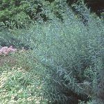 Salix purpurea 'Nana' - Törpe csigolyafűz