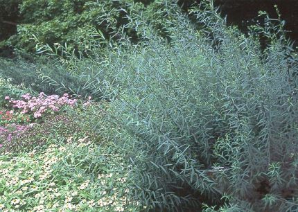 Salix purpurea 'Nana' - Törpe csigolyafűz