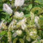 Salix repens nitida - Kúszó fűz